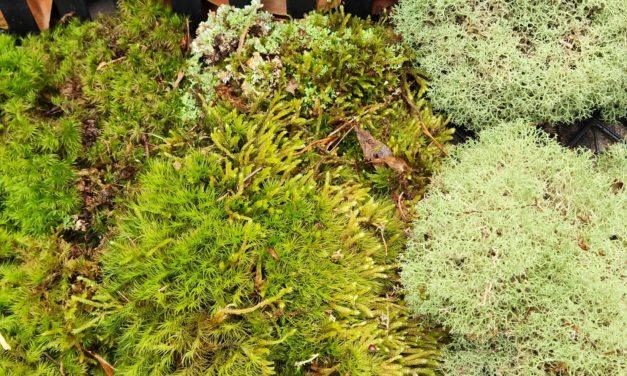 How to Make a Moss Ball