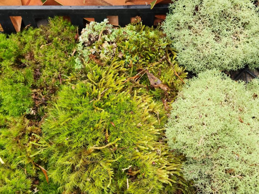 How to Make a Moss Ball Home & Garden Information Center