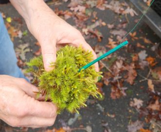 Insert a long wooden floral pick through the moss.