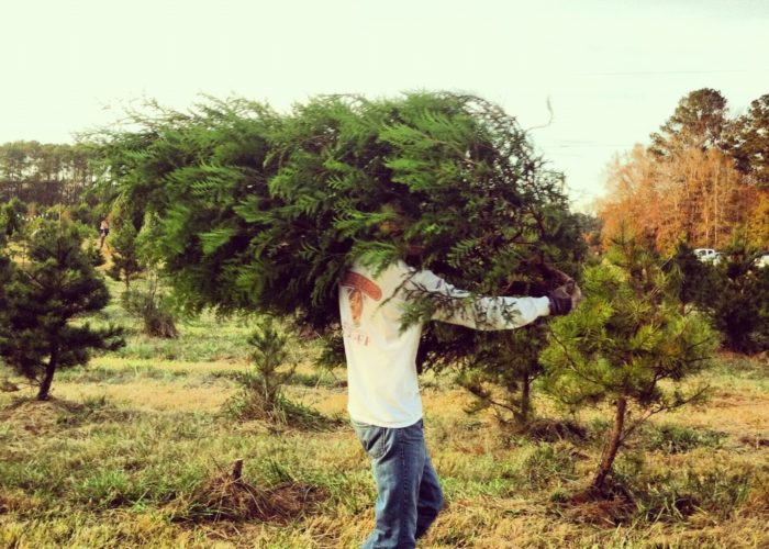 Live holiday tree cut on site at peak of freshness.