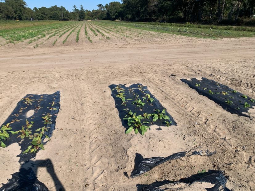 Only the last 6 feet of 6 beet beds were affected.