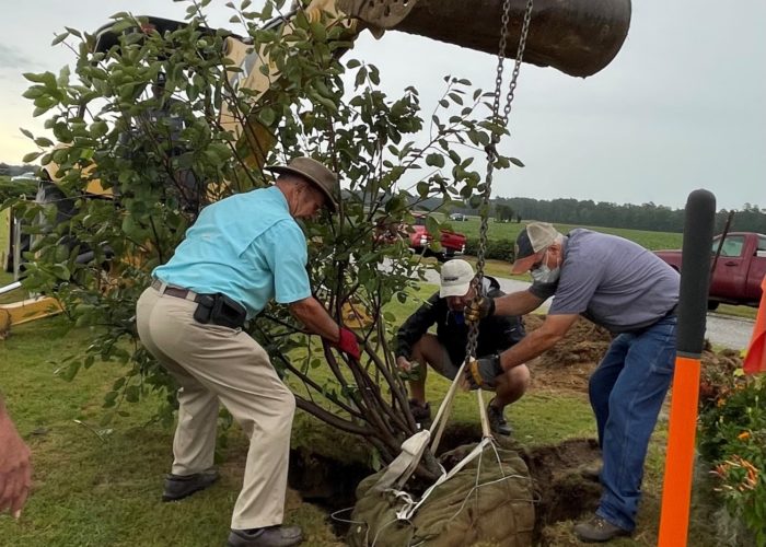 Plant trees using the correct planting techniques for excellent establishment.