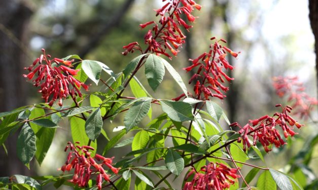 This Month in Your Garden – December 2022