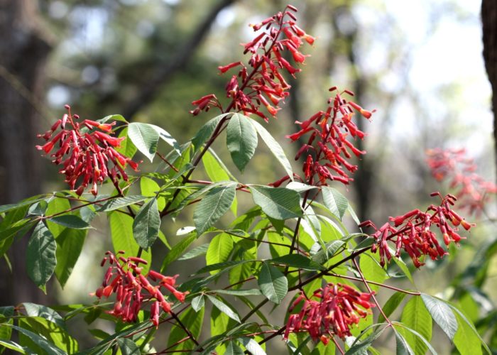 Red buckeye (Aesculus pavia var. pavia) in bloom with bright red flowers in late March. Notice the pronounced red coloration also in the leaf petioles.