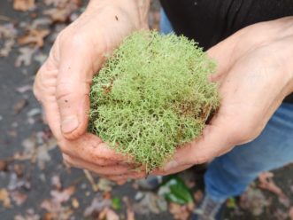 Reindeer lichen is brittle when it dries out. Moisten it with water to make it pliable and easier to form into a ball.