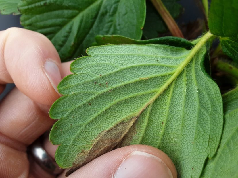 Spider mites in their red-colored winter form