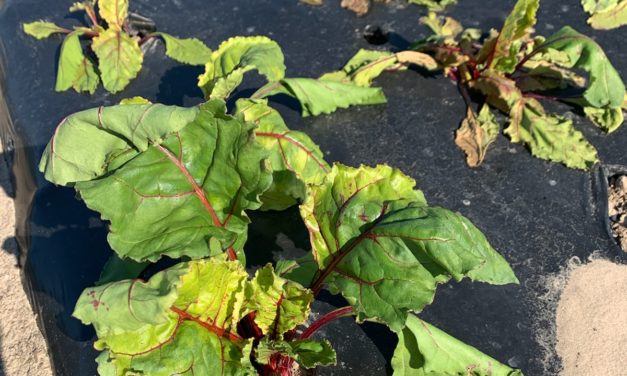 What Is It? Wednesday- Glyphosate Damage on Beets