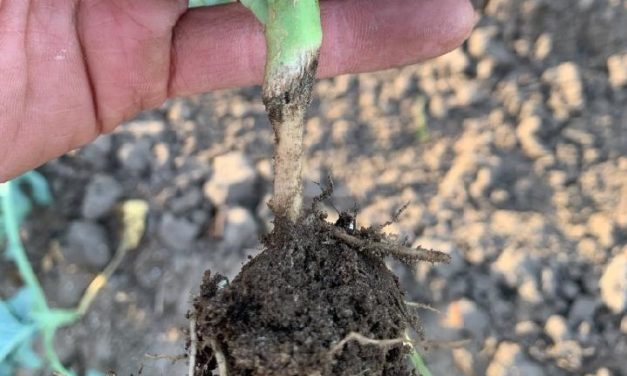 SC Fruit and Vegetable Field Report – November 14, 2022