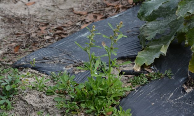 What Is It? Wednesday – Cudweed