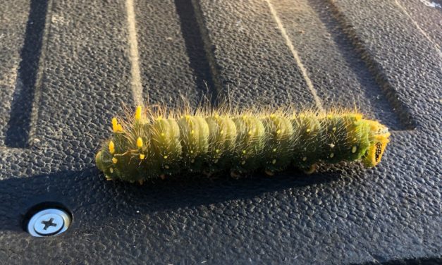 What Is It? Wednesday? – Imperial Moth Caterpillar