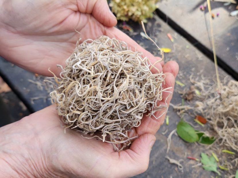 To make a longer-lasting moss ball, use dried, sustainably sourced Spanish moss.