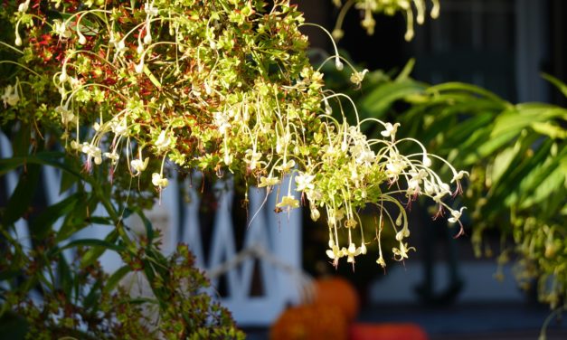 November 07 Week 1 Garden Photos