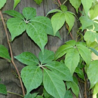 Virginia creeper leaf showing five distinct leaflets (not poison ivy).
