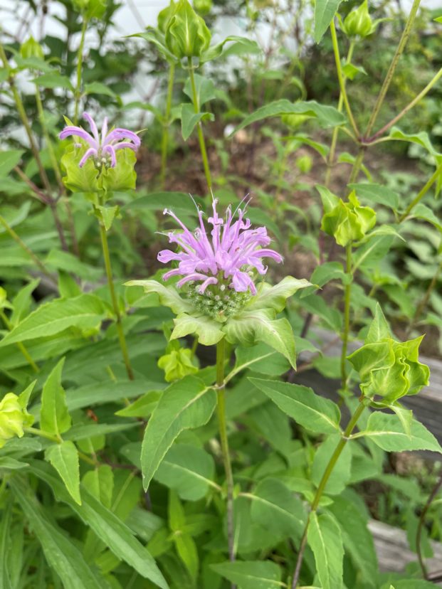 Wild bergamot, Monarda fistulosa, in bloom. 