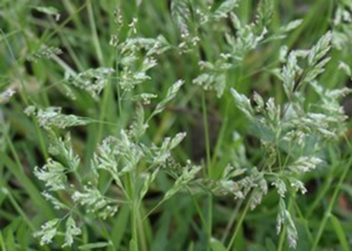 Annual bluegrass (Poa annua) has fuzzy, white seed heads that appear in April.