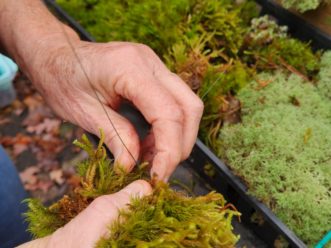 Wrap the floral stem wire around the moss and twist the wire