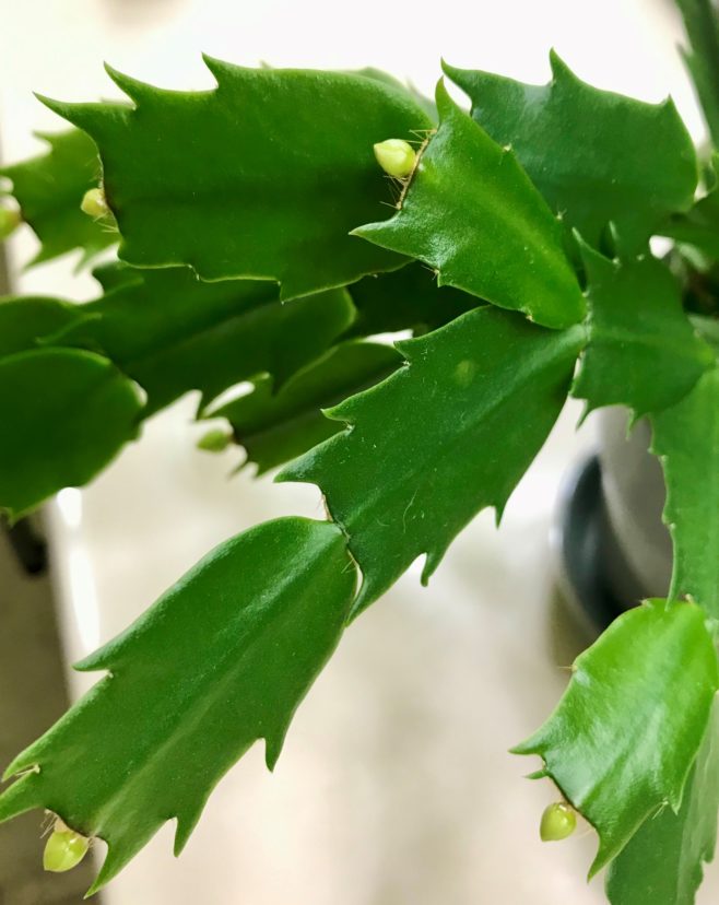 Distinctly pointed margins of the phylloclades indicate this is a Thanksgiving cactus.