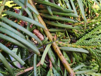 Floral stem wire can also be used to secure the greenery bundles.