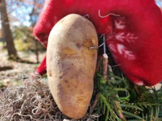 Run a wire through the potato to secure it to the tomato cage frame.