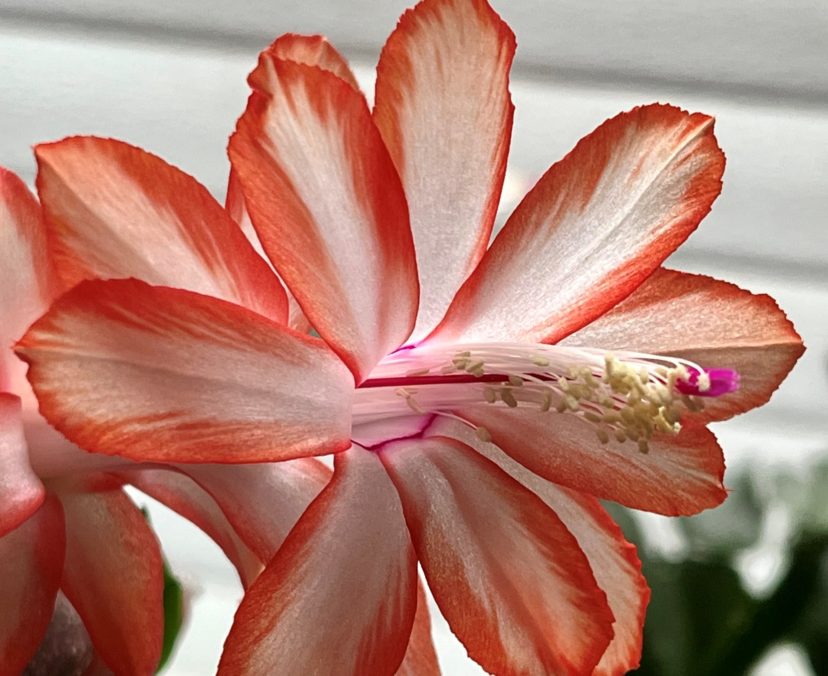 The color of the pollen bearing anther can be used to distinguish Christmas and Thanksgiving cactus. Thanksgiving cactus have yellow anther as pictured here compared to the purplish-brown anther of Christmas cactus.