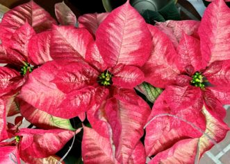 Compared to a solid color, variegation can provide a softer look.