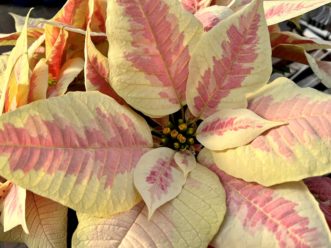 This bicolor cultivar bears cream colored bracts marbled with pale pink.