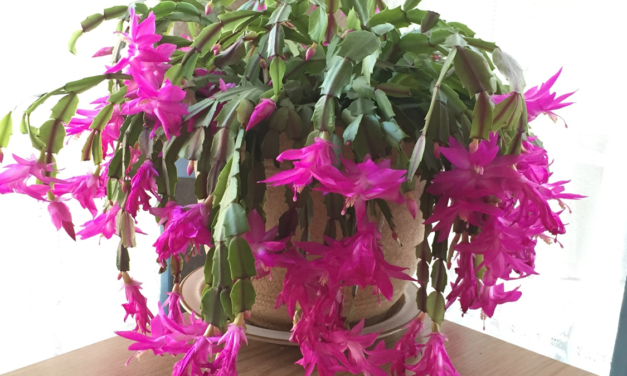 Holiday Cactus
