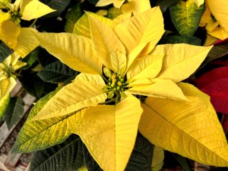 Vibrant yellow bracts may appeal to those looking for something non-traditional.
