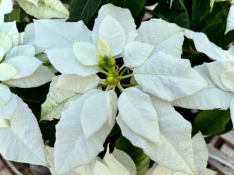 White bracts, like white lights, complement any décor.