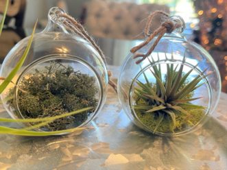 Display the air plants in glass terrarium balls for easier hanging on the tree. 