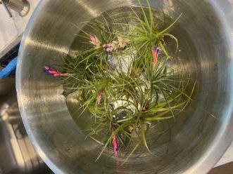 Before placing the air plants on the tree, soak them for 20 to 30 minutes.