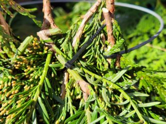Zip ties can be used to secure the greenery bundles to the tomato cage frame.