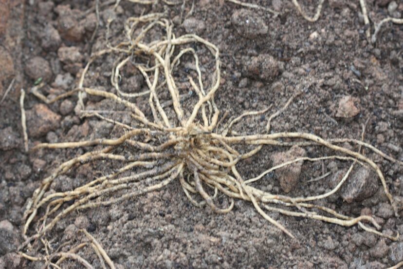 Purchase 2 year-old crowns, which are larger and will produce more harvestable spears in the next 2 years.