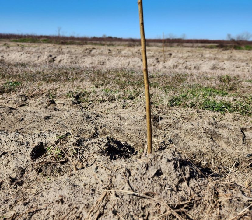 A peach tree planted too deep with graft union covered.
