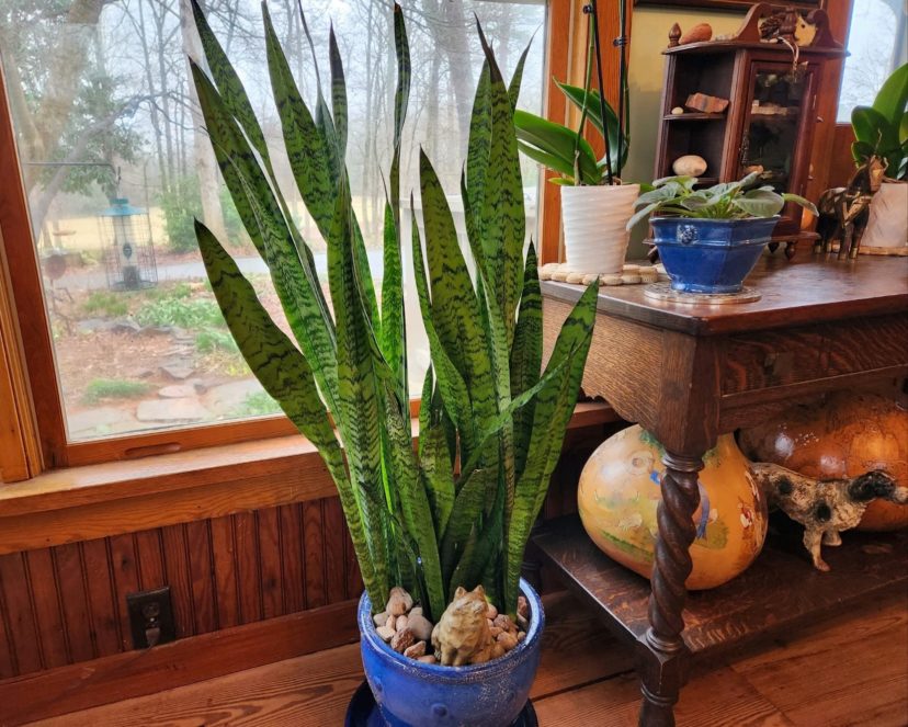 Brighten Up Your Home with Houseplants | Home & Garden Information Center