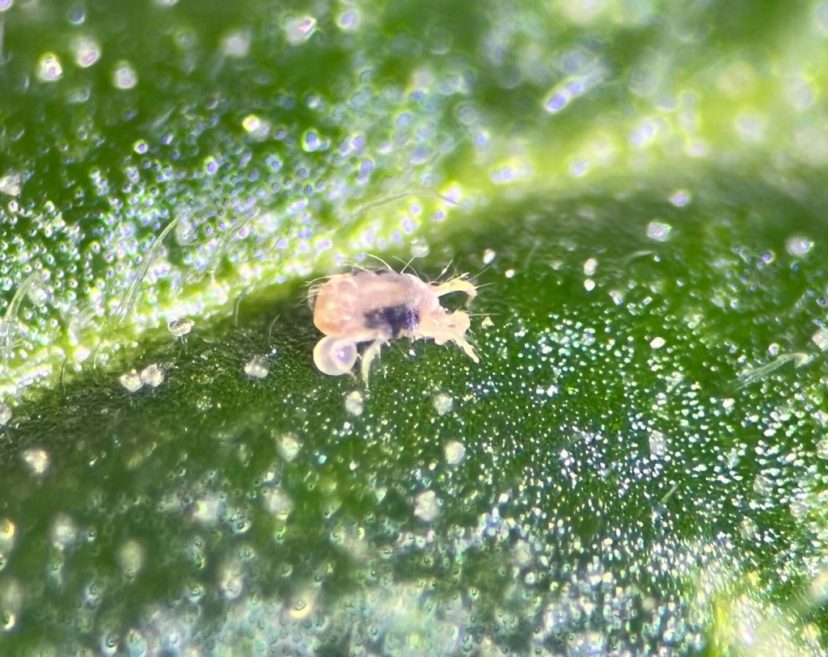 A two-spotted spider mite next to an egg.
