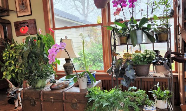 Brighten Up Your Home with Houseplants