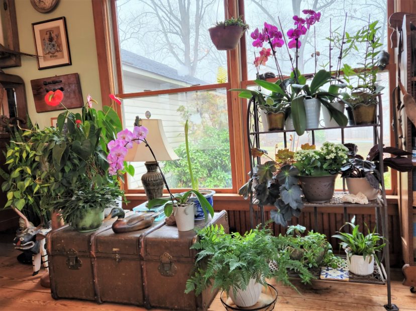 A wide variety of houseplants brighten up a gloomy winter day.