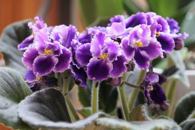African violets are a favorite houseplant to grow.