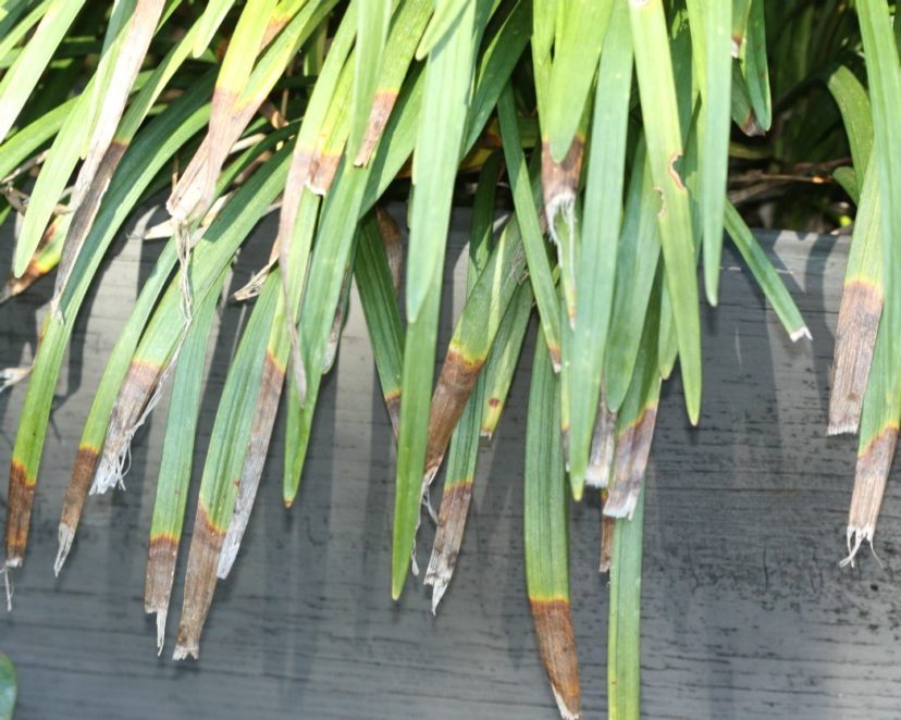 Anthracnose of liriope (Liriope muscari).