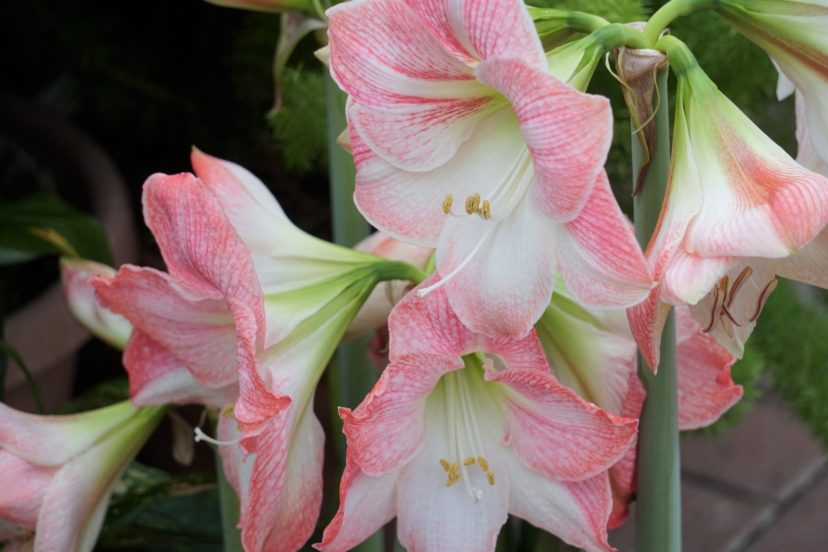 Apple Blossom amaryllis (Hippeastrum' Apple Blossom) make excellent potted plants.