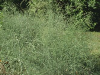 Asparagus has an attractive fern-like foliage.