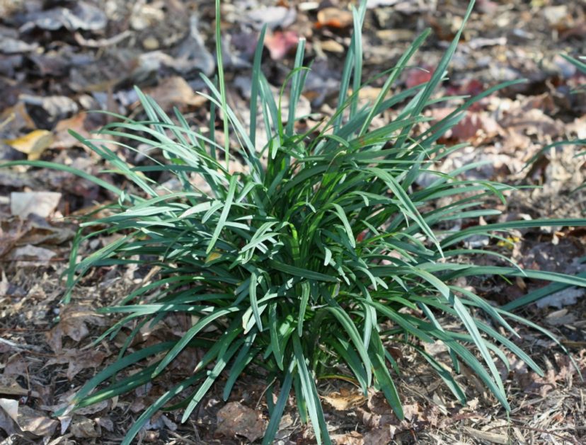 Big blue lilyturf (Liriope muscari), also commonly known as liriope.