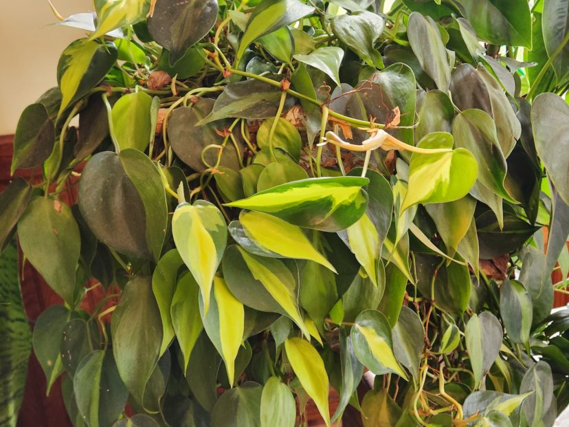 Brasil Heartleaf Philodendron (Philodendron hederaceum 'Brasil') is one of the more popular heartleaf philodendrons on the market.
