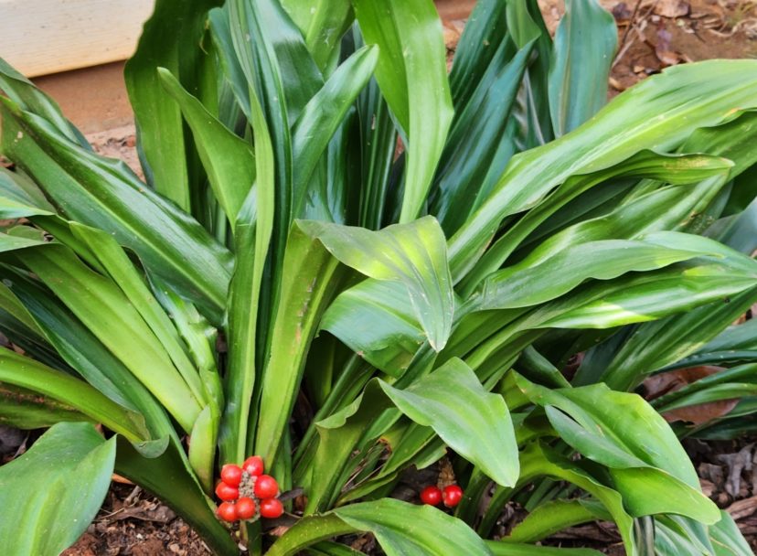 Bright red berry clusters are visible in the fall and winter at the base of the green foliage.