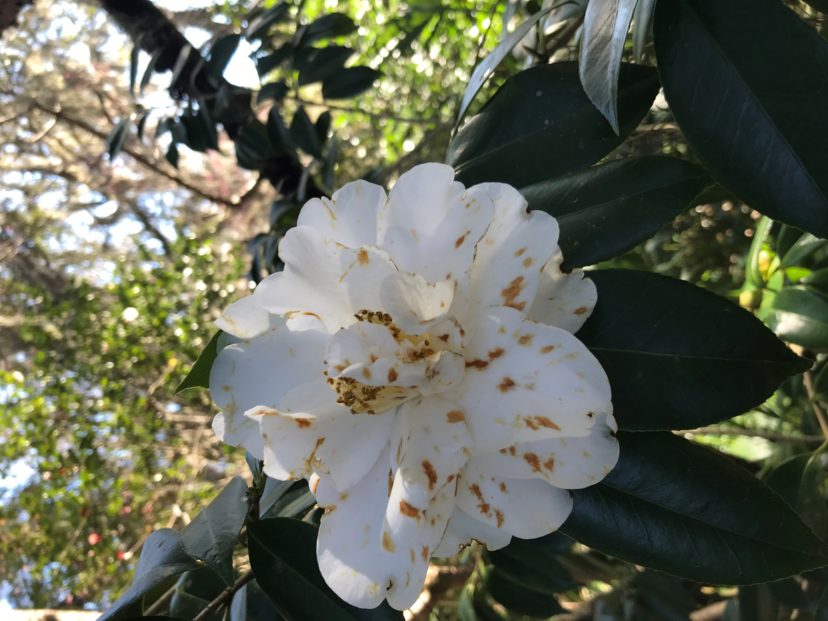 Clean up fallen camellia blooms to prevent and control petal blight.