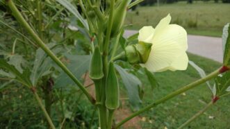 Clemson Spineless 80 okra produces dark green pods without spines.