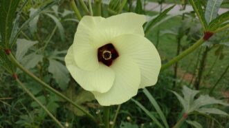 Close-up of cream hibiscus-like okra flower on upright green plant.