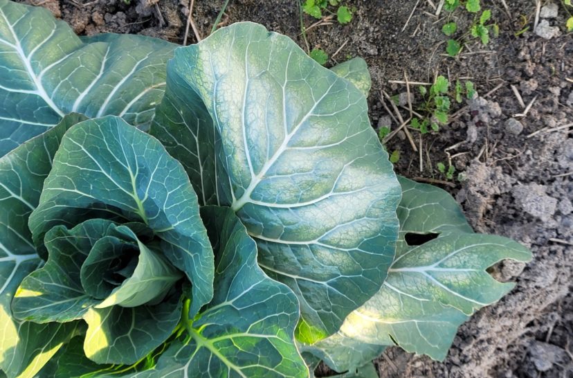 Cold damage to the older leaves of cabbage.