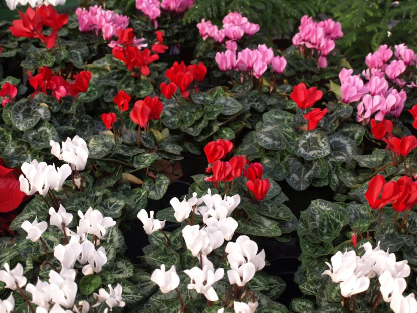 Cyclamen flowers may be white, red, pink, or purple.